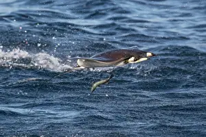 Mobula Munkiana Drucke: Munk's devilray (Mobula munkiana) leaping out of the water