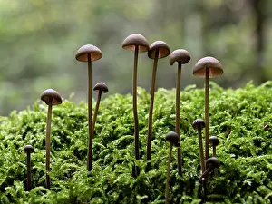 Gilled Mushrooms In Forest Drucke: Mushrooms (Marasmius prasiosmus) growing on moss in forest