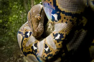Tropical Rainforest Reptiles Drucke: Close up of juvenile Reticulated python (Python reticulatus) looking down from tree