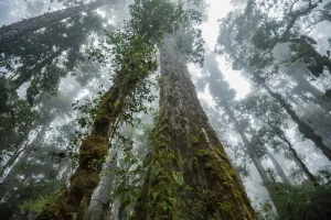 Mächtige alte Laubwuchs-Eichen der Wolkenwaldflora des Talamanka-Ranges