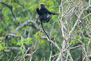 Old World Monkeys Asia Drucke: Nilgiri langur (Semnopithecus johnii) juvenile