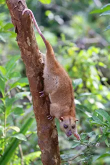Nördlicher Gemeiner Kletterhund (Phalanger orientalis) klettert herab an Baumstamm, ernährt sich von Blättern, Waigeo, Raja Ampat, Westpapua.