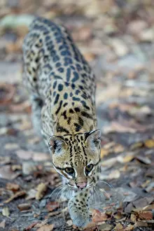 Pantanal Wildlife Images Drucke: Ocelot (Leopardus pardalis) portrait, Transpantaneira, Pantanal, Mato Grosso, Brazil
