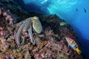 Gemeiner Oktopus (Octopus vulgaris), bewegt sich über Felsen im Marinenschutzgebiet Punta Campanella in der Region Amalfitana an der Küste Italiens am Mittelmeer
