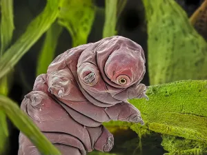 Falschfarbige SEM-Bildung eines Tardigarden (Tardigrada) unter Moos im Peak-Distrikt Nationales Park in Derbyshire, Großbritannien. Dieses Tardigrade ist etwa 0,1 Millimetern lang. Digitale Komposition