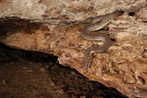 Northern Territory Animals Drucke: Olive python (Liasis olivaceus) sub-adult