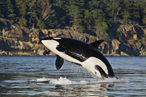 Wale Orcus (Orcinus orca), Bruch in der Britischen Kolumbie Kanada im Pazifik Ozean