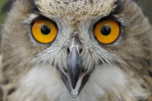 Eule Drucke: Rauhen Ruf des Rückschwingerfalke (Bubo bubo), gefangen gehalten und neu freigelassen