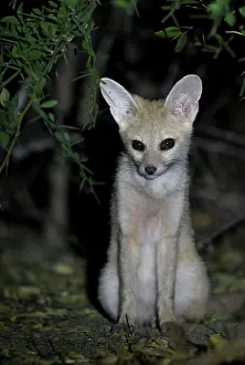 Porträt der Weißfuchs (Vulpes pallida), im Sahel des Zakouma-Nationalparks, Tschad.