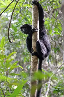 Critically Endangered Primates Drucke: Perrier's sifaka (Propithecus perrieri) climbing up tree