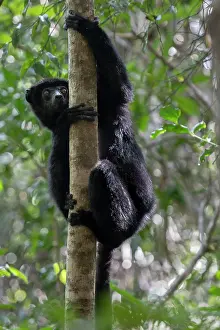 Critically Endangered Primates Drucke: Perrier's sifaka (Propithecus perrieri) climbing up tree