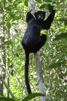 Madagascar Biodiversity Hotspot Drucke: Perrier's sifaka (Propithecus perrieri) climbing up tree