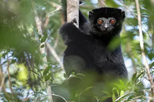Critically Endangered Animals Drucke: Perrier's sifaka (Propithecus perrieri) sitting in tree