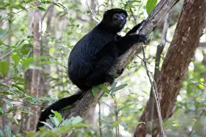 Endangered Species In Africa Drucke: Perrier's sifaka (Propithecus perrieri) sitting in tree