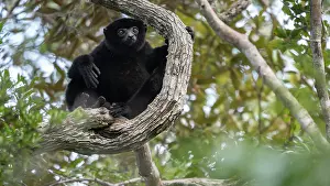 Critically Endangered Primates Drucke: Perrier's sifaka (Propithecus perrieri) sitting in tree
