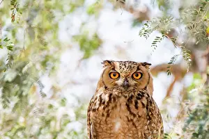 Bird Of Prey Portrait Drucke: Pharaoh eagle owl (Bubo ascalaphus) portrait, Al Qudra, Dubai, UAE