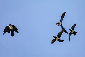 Passerine Birds In Flight Drucke: Four Pied crows (Corvus albus) in flight, fighting over food, Lake Victoria, Uganda