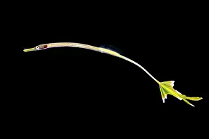 Philippine Marine Life Drucke: Pipefish (possibly Doryrhamphus sp)