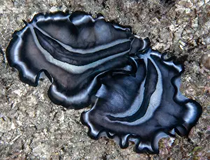 Pacific Ocean Invertebrates Drucke: Polyclad flatworms (Pseudobiceros sp)