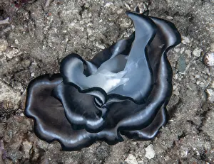 Polyklade Flachwürmer (Pseudobiceros sp.) paarig, Paarung auf dem Meeresboden, Raja Ampat, Indonesien, Pazifischer Ozean.