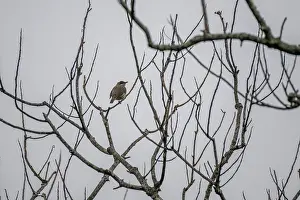 Passerine Wildlife Photos Drucke: Polynesian starling (Aplonis tabuensis) perched in a bare tree