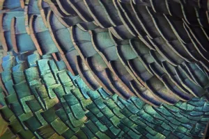 Feathers detail von Meleagris/Agriocharis ocellata Plumage
