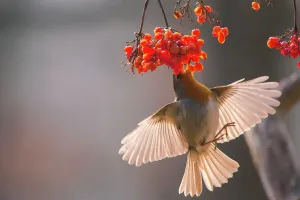 Robbin (Erithacus rubecula), Füttert sich an Gelders Rosenbeeren, Deutschland. Januar