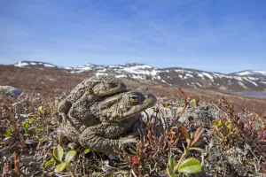 Gemeiner Frosch (Bufo bufo), Paar im Amplexus, Dee-Side, Schottland April
