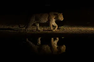Löwe (Panthera pardus), geht am Wasserloch entlang und wird im Wasser spiegeln sich ab zur Dämmerung