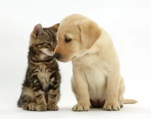 Katze mit Tabellenmuster (Kurzform für Katzen), Pablo Picassos Nachwuchs - Kätzchen im Alter von neun Wochen gegen einen jungen Gelblabrador-Puppy im gleichen Alter