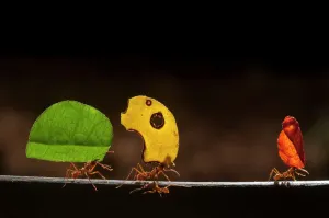 Drucke von Blattknacker-Ameisen (Atta cephalotes), die Stücke Blätter tragen und für den Anbau nährstoffreicher Pilze verwendet werden sollen Rita Drucke: Blattkutteranten (Atta cephalotes)