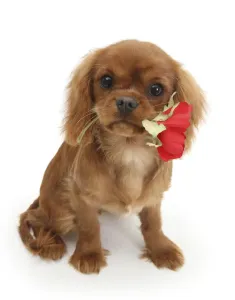 Hunde-Valentine-Drucke Drucke: Der Ruby-Kavalierspanielpup 'Flame' ist ein halbes Jahr alt