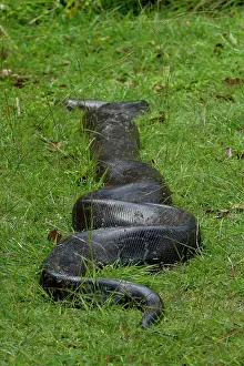 Wildlife Reptiles Drucke: Python (Pythonidae) moving over grass, Uganda