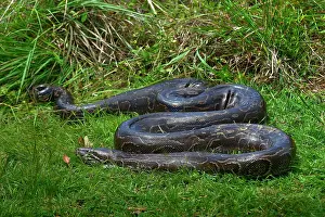 African Reptile Species Drucke: Python (Pythonidae) resting on grass, Uganda