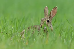 Hase (Oryctolagus cuniculus) in Grasland, La Rioja, Spanien. April.