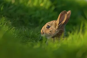 Dwarf Rabbit Drucke: Rabbit (Oryctolagus cuniculus) juvenile, sitting alert near the warren, Norfolk, UK. May