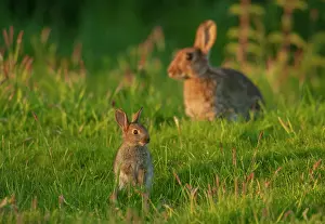 Wildlife UK Drucke: Rabbit (Oryctolagus cuniculus) juvenile