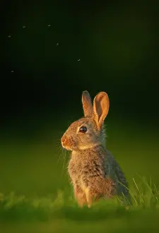 Wildlife In UK Drucke: Rabbit (Oryctolagus cuniculus) juvenile, sitting alert in evening light, Norfolk, UK. May