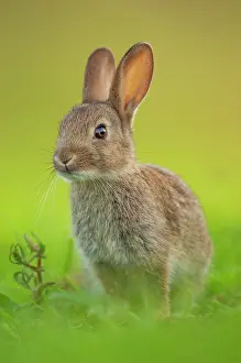 Dwarf Rabbit Drucke: Rabbit (Oryctolagus cuniculus) juvenile, portrait, Norfolk, UK. June