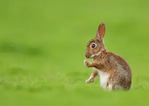 Oryctolagus Cuniculus Pictures Drucke: Rabbit (Oryctolagus cuniculus) juvenile