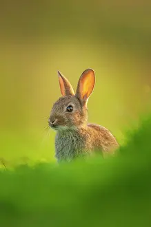 Dwarf Rabbit Drucke: Rabbit (Oryctolagus cuniculus) juvenile