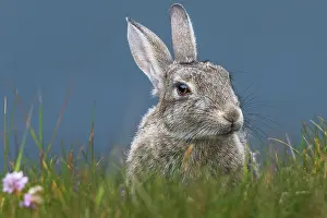 Shetland Islands Wildlife Drucke: Rabbit (Oryctolagus cuniculus) portrait, Mainland, Shetland Islands, Scotland, UK. July