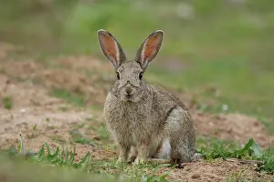 Dwarf Rabbit Drucke: Rabbit (Oryctolagus cuniculus) portrait, La Rioja, Spain. April