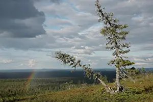 Lapland Forest Scenery Drucke: Rainbow and cloudy sky over forest landscape