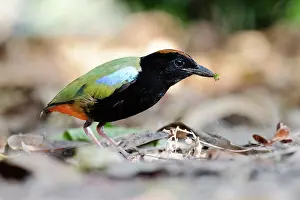 Vertebrate Wildlife Drucke: Rainbow pitta (Pitta iris) foraging, Adelaide River Hills, Northern Territory, Australia