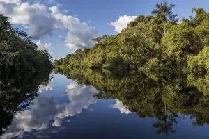 Regenwald Drucke: Fluss im Regenwald der Amazonas-Region mit Spiegeln auf dem Wasser