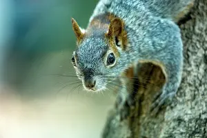 Central America Wildlife Photos Drucke: Red-bellied squirrel (Sciurus aureogaster) resting on tree trunk
