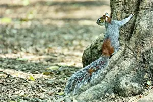 Latin America Mammals Drucke: Red-bellied squirrel (Sciurus aureogaster) standing on base of tree trunk