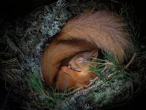 Rotfuchs-Schäferhuhn (Sciurus vulgaris), zwei zusammengekrallt schlafen im Dachstuhl der Nestsitzung aus Moos und Zweigen des Pines in den Hochländern von Schottland, Großbritannien. Mittelreproduktion nur