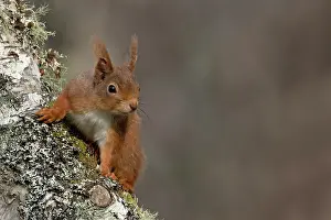 Scottish Highlands Wildlife Drucke: Red squirrel (Sciurus vulgaris) climbing on tree trunk